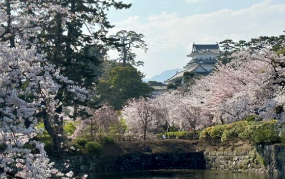 小田原城の桜