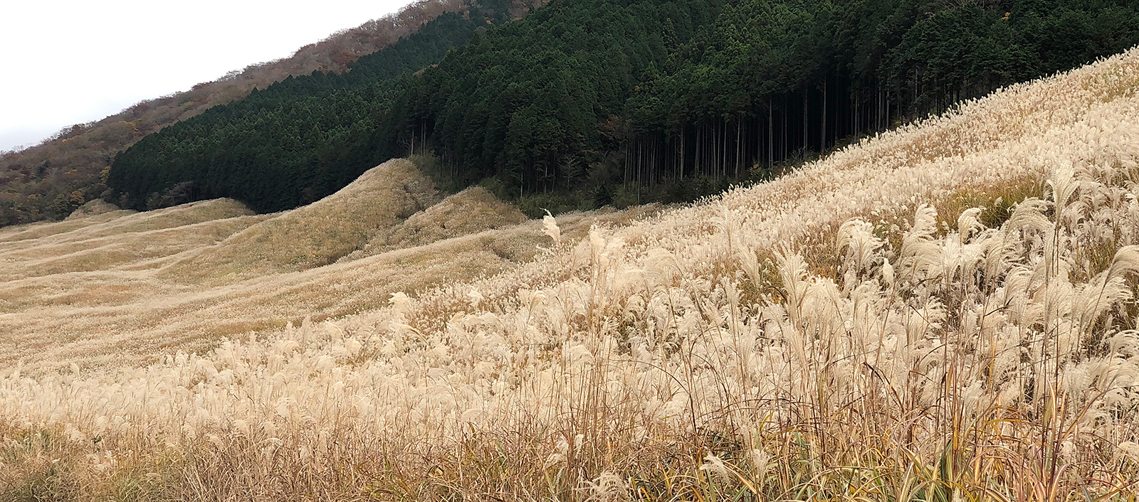 仙石原すすき草原